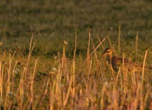 Curlews in the bog